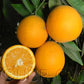 Campbell Nucellar Valencia Orange Budwood citrus plant material online shopping