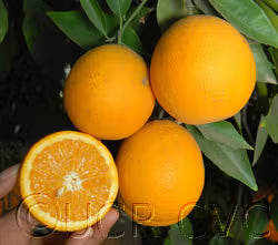 Campbell Nucellar Valencia Orange Budwood citrus plant material online shopping