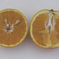 Campbell Nucellar Valencia Orange Budwood citrus plant material online shopping