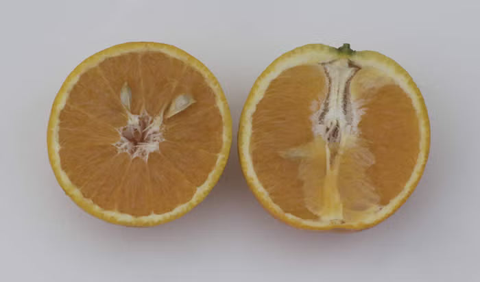 Campbell Nucellar Valencia Orange Budwood citrus plant material online shopping