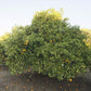 Campbell Nucellar Valencia Orange Budwood citrus plant material online shopping