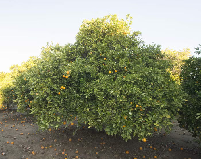 Campbell Nucellar Valencia Orange Budwood citrus plant material online shopping