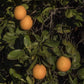 Campbell Nucellar Valencia Orange Budwood citrus plant material online shopping