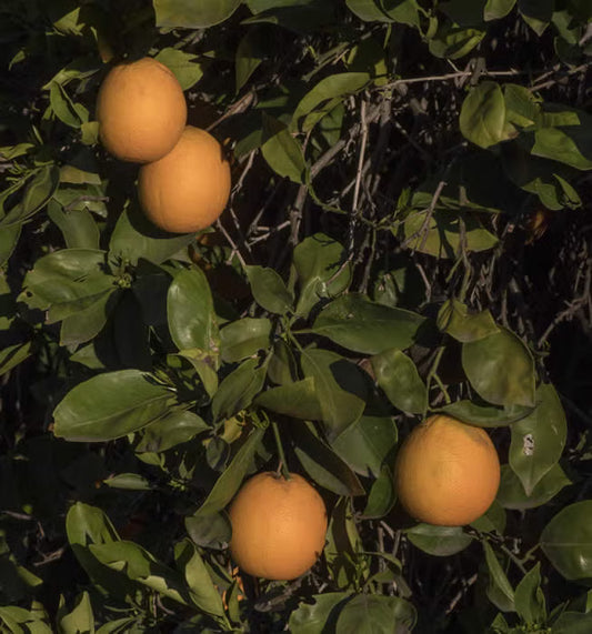 Campbell Nucellar Valencia Orange Budwood citrus plant material online shopping