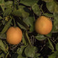 Campbell Nucellar Valencia Orange Budwood citrus plant material online shopping