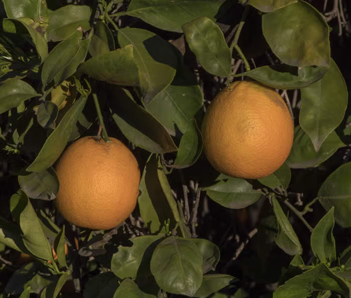 Campbell Nucellar Valencia Orange Budwood citrus plant material online shopping