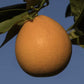 Campbell Nucellar Valencia Orange Budwood citrus plant material online shopping