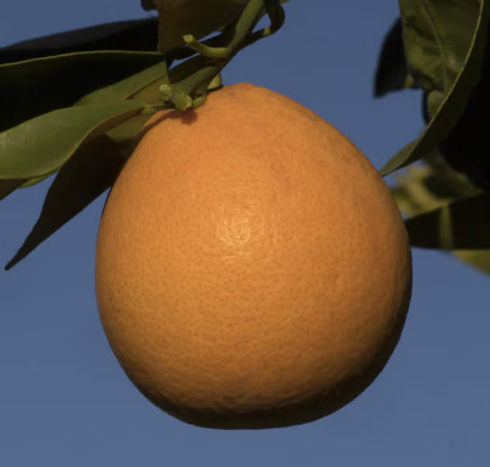 Campbell Nucellar Valencia Orange Budwood citrus plant material online shopping