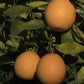 Campbell Nucellar Valencia Orange Budwood citrus plant material online shopping