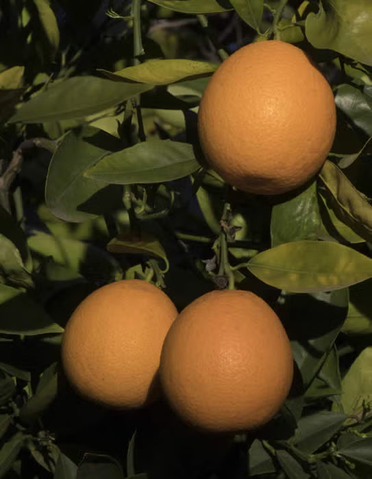 Campbell Nucellar Valencia Orange Budwood citrus plant material online shopping