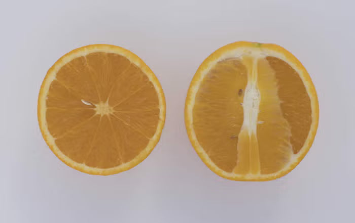 Campbell Nucellar Valencia Orange Budwood citrus plant material online shopping