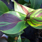 Cleopatra Variegated Leaf Canna