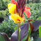Cleopatra Variegated Leaf Canna