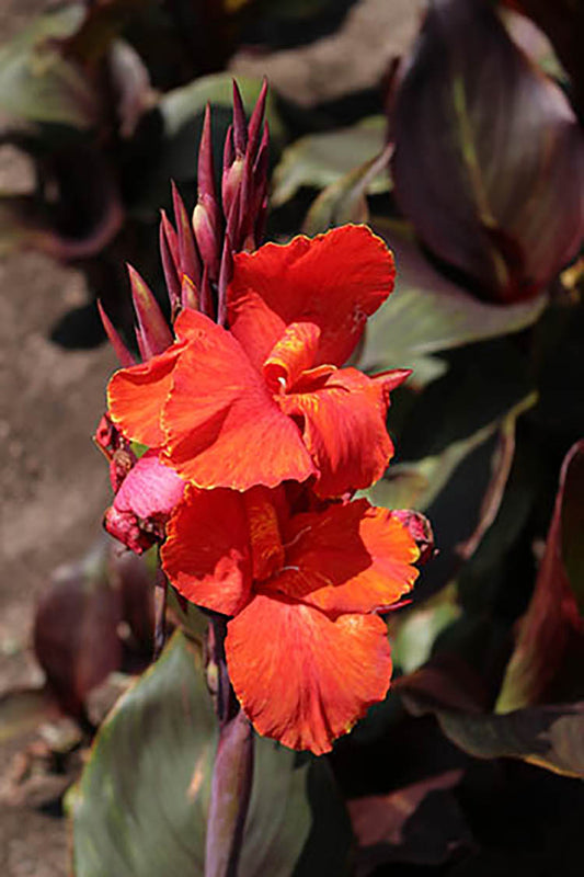 Australis Canna