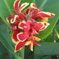 Lucifer Dwarf Green Leaf Canna