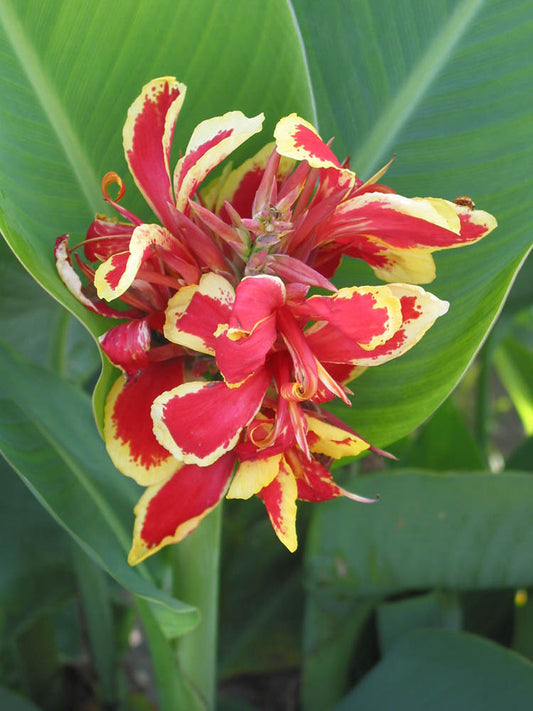 Lucifer Dwarf Green Leaf Canna