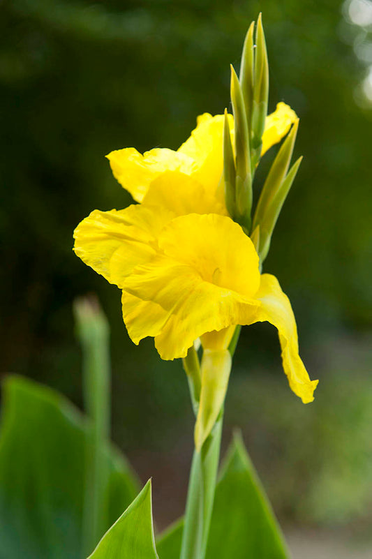 Richard Wallace Green Leaf Canna