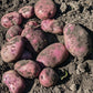 Caribe Purple Skinned Potato