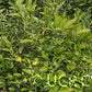 Carpenter C-54 Citrandarin Trifoliate Hybrid Budwood citrus plant material online shopping