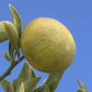 Carpenter C-54 Citrandarin Trifoliate Hybrid Budwood citrus plant material online shopping
