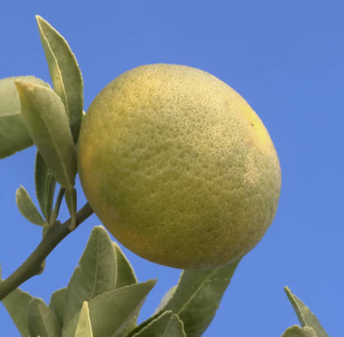 Carpenter C-54 Citrandarin Trifoliate Hybrid Budwood citrus plant material online shopping