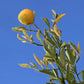 Carpenter C-54 Citrandarin Trifoliate Hybrid Budwood citrus plant material online shopping