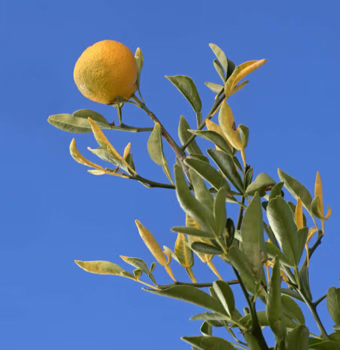Carpenter C-54 Citrandarin Trifoliate Hybrid Budwood citrus plant material online shopping