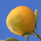 Carpenter C-54 Citrandarin Trifoliate Hybrid Budwood citrus plant material online shopping