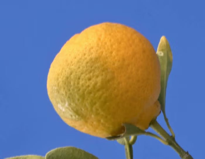 Carpenter C-54 Citrandarin Trifoliate Hybrid Budwood citrus plant material online shopping