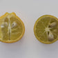 Carpenter C-54 Citrandarin Trifoliate Hybrid Budwood citrus plant material online shopping