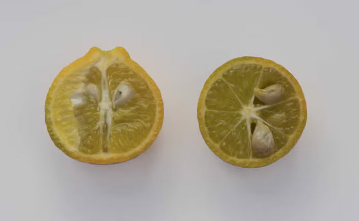 Carpenter C-54 Citrandarin Trifoliate Hybrid Budwood citrus plant material online shopping