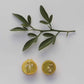 Carpenter C-54 Citrandarin Trifoliate Hybrid Budwood citrus plant material online shopping