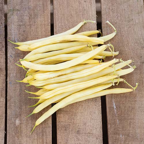 Caspian Bush Bean Seeds online shopping