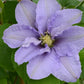 Epivo023 Cezanne Boulevard Clematis