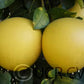 Chandler Pummelo Budwood citrus plant material online shopping
