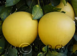 Chandler Pummelo Budwood citrus plant material online shopping