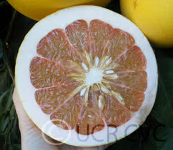 Chandler Pummelo Budwood citrus plant material online shopping