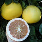 Chandler Pummelo Budwood citrus plant material online shopping