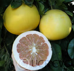 Chandler Pummelo Budwood citrus plant material online shopping