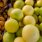 Chandler Pummelo Budwood citrus plant material online shopping