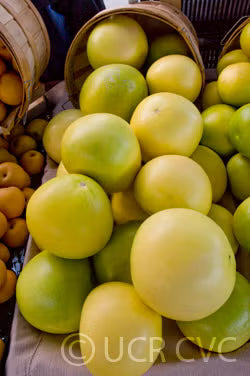 Chandler Pummelo Budwood citrus plant material online shopping