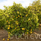 Chandler Pummelo Budwood citrus plant material online shopping
