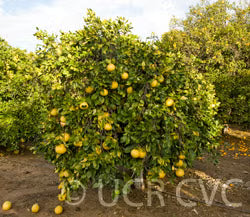 Chandler Pummelo Budwood citrus plant material online shopping