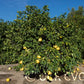 Chandler Pummelo Budwood citrus plant material online shopping