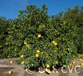Chandler Pummelo Budwood citrus plant material online shopping