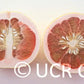 Chandler Pummelo Budwood citrus plant material online shopping