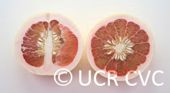 Chandler Pummelo Budwood citrus plant material online shopping