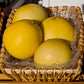 Chandler Pummelo Budwood citrus plant material online shopping