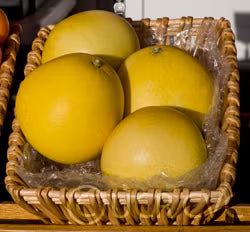 Chandler Pummelo Budwood citrus plant material online shopping
