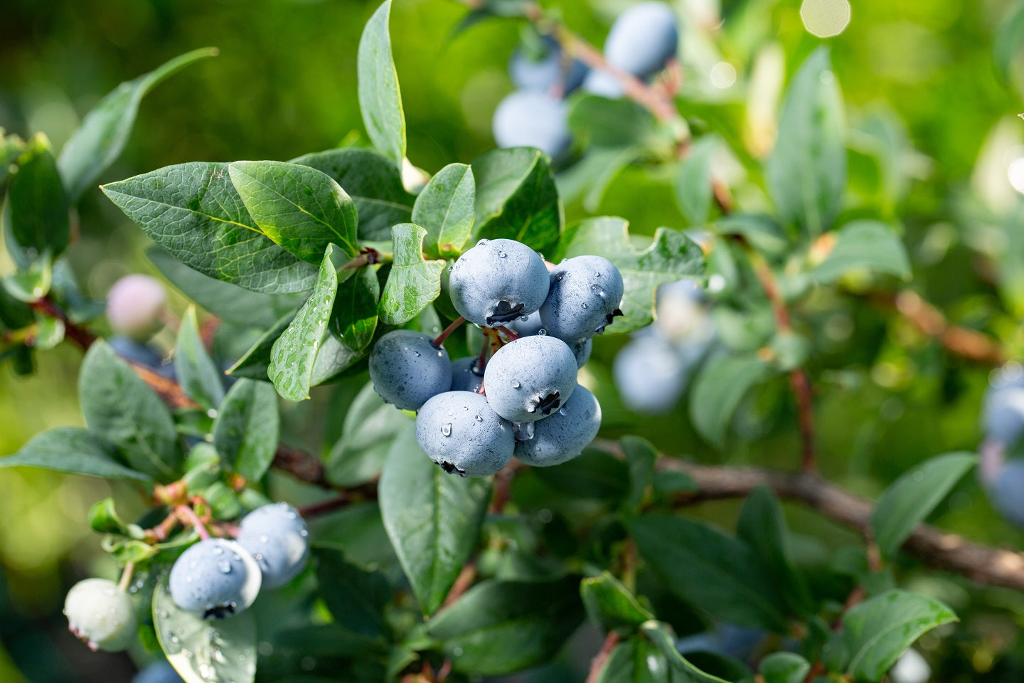 Chanticleer Early Highbush Blueberry Plant